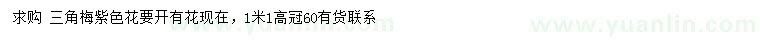 求購高1.1米紫花三角梅