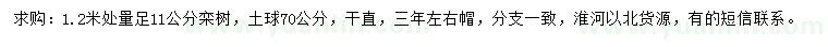 求購1.2米量11公分欒樹