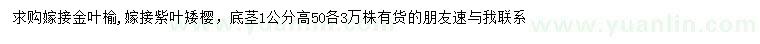 求購(gòu)地徑1公分嫁接金葉榆、嫁接紫葉矮櫻