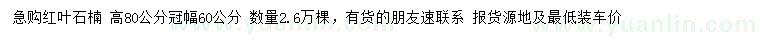 求購(gòu)高80公分紅葉石楠