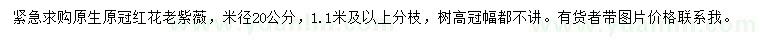 求購米徑20公分紅花老紫薇