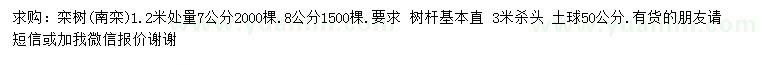求購1.2米量7公分欒樹