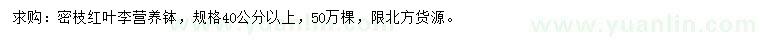 求購40公分以上紅葉李