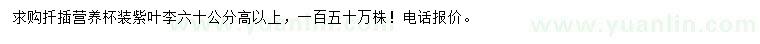 求購高60公分以上紫葉李
