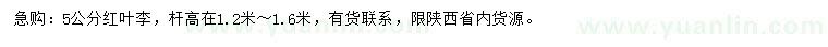求購5公分紅葉李