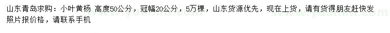 求購高50公分小葉黃楊