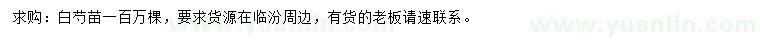 求購白芍苗