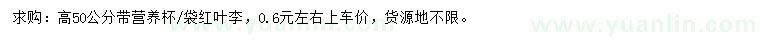 求購高50公分紅葉李