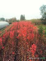 美國紅楓十月光輝夕陽紅6報(bào)價(jià)/四川美國紅楓十月光輝夕陽紅6報(bào)價(jià)