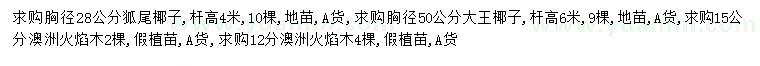 求購狐尾椰子、大王椰子、澳洲火焰木