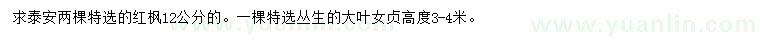 求購12公分紅楓