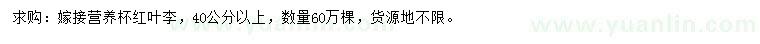 求購40公分以上嫁接紅葉李