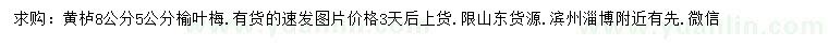 求購8公分黃櫨、5公分榆葉梅