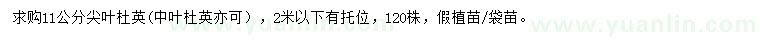 求購11公分尖葉杜英、中葉杜英