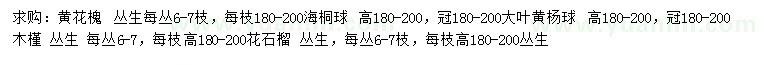 求購黃花槐、海桐球、大葉黃楊球等
