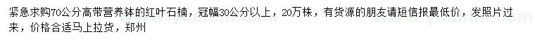 求購(gòu)高70公分紅葉石楠