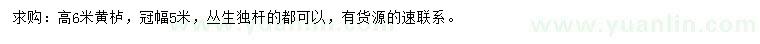 求購高6米黃櫨