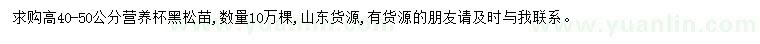 求購高40-50公分黑松苗
