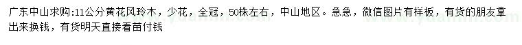 求購11公分黃花風(fēng)玲木