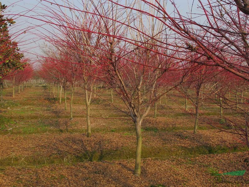 湖南桂花|基地新品種 天香精品桂花