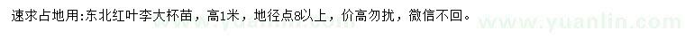 求購高1米紅葉李苗