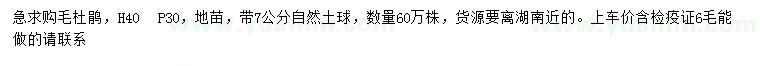 求購高40公分毛杜鵑地苗