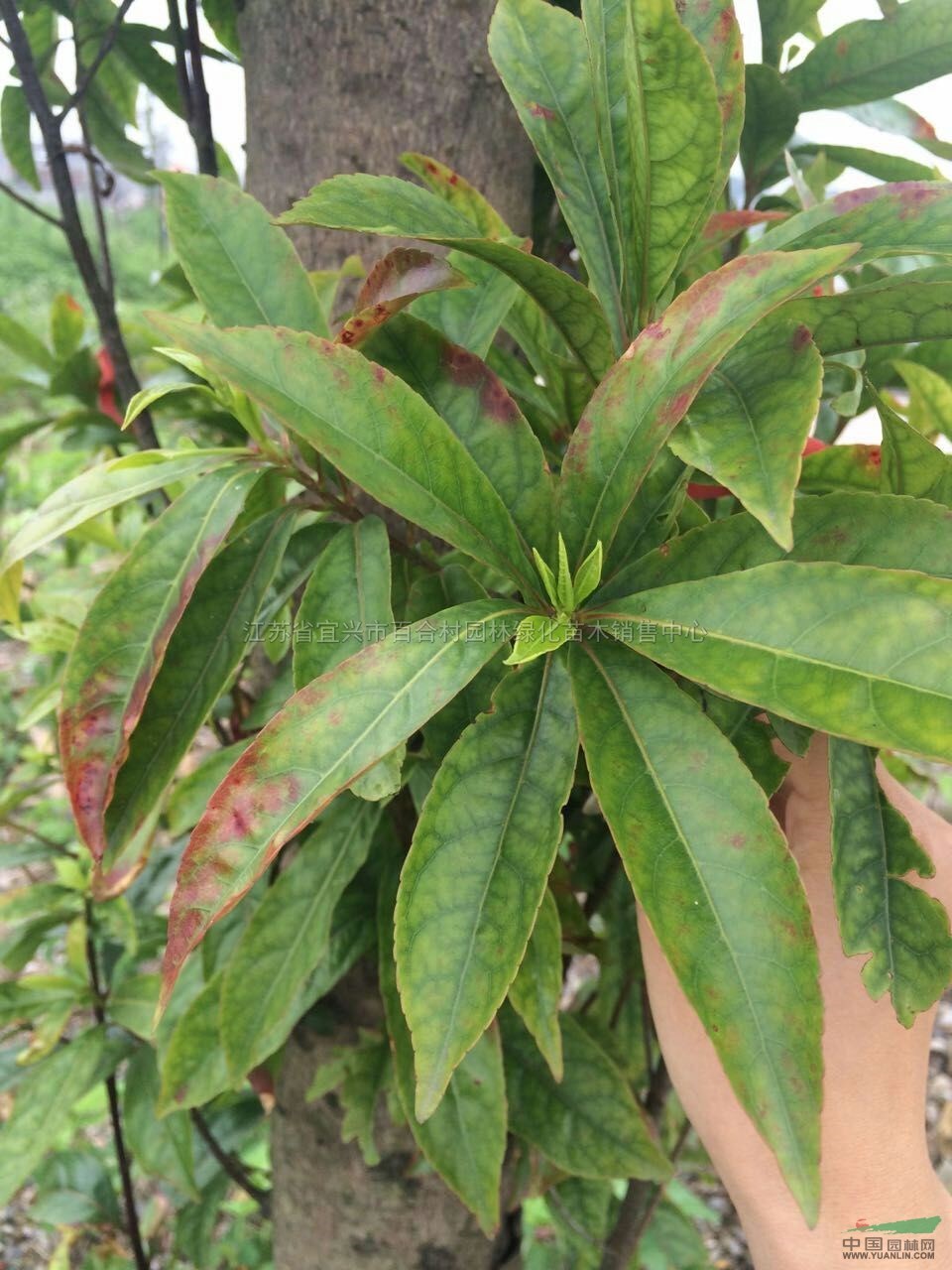 江蘇杜英2