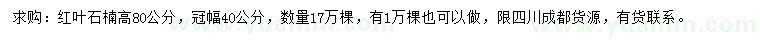 求購高80公分紅葉石楠