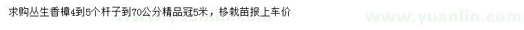 求購(gòu)70公分叢生香樟