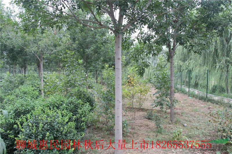 供應各種規(guī)格白臘