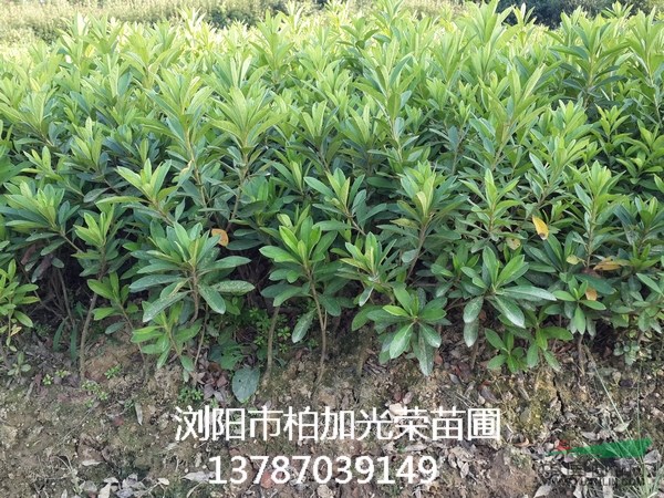 杜鵑長(zhǎng)沙色塊苗木種植基地直銷高度20~50公分杜鵑工程苗木