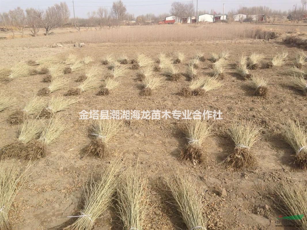 供應(yīng)1-3年生沙棗樹苗，便宜沙棗樹苗批發(fā)價(jià)格