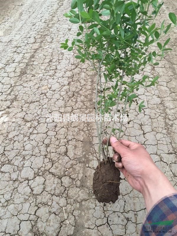 水蜡苗价格 二年生水蜡供应 水蜡图片 水蜡基地
