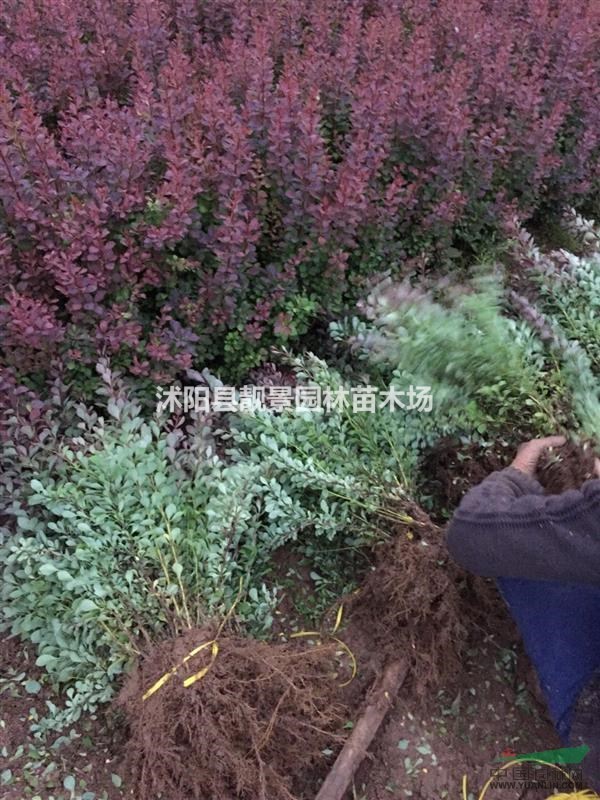 江苏红叶小檗价格 红叶小檗30-60公分高 红叶小檗基地