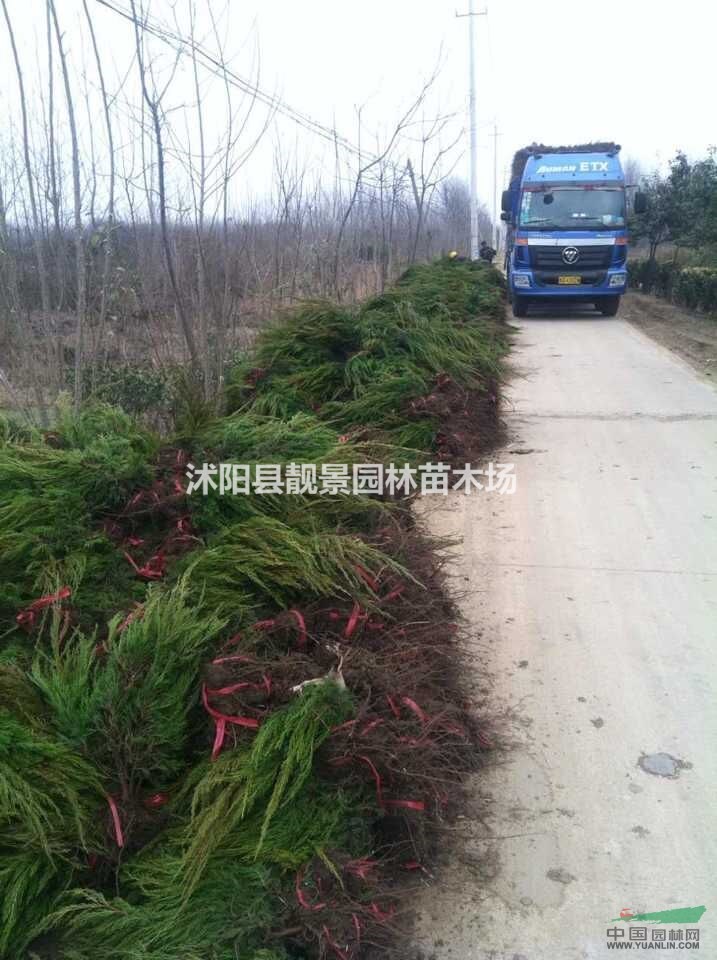 龙柏30-60公分高 小龙柏价格 龙柏行情