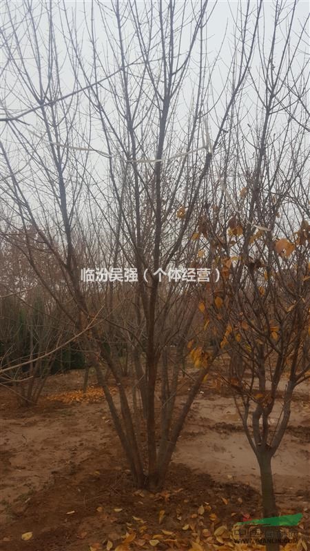 叢生五角楓