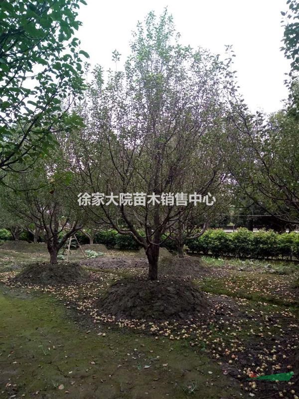 八棱海棠，八棱海棠熟貨