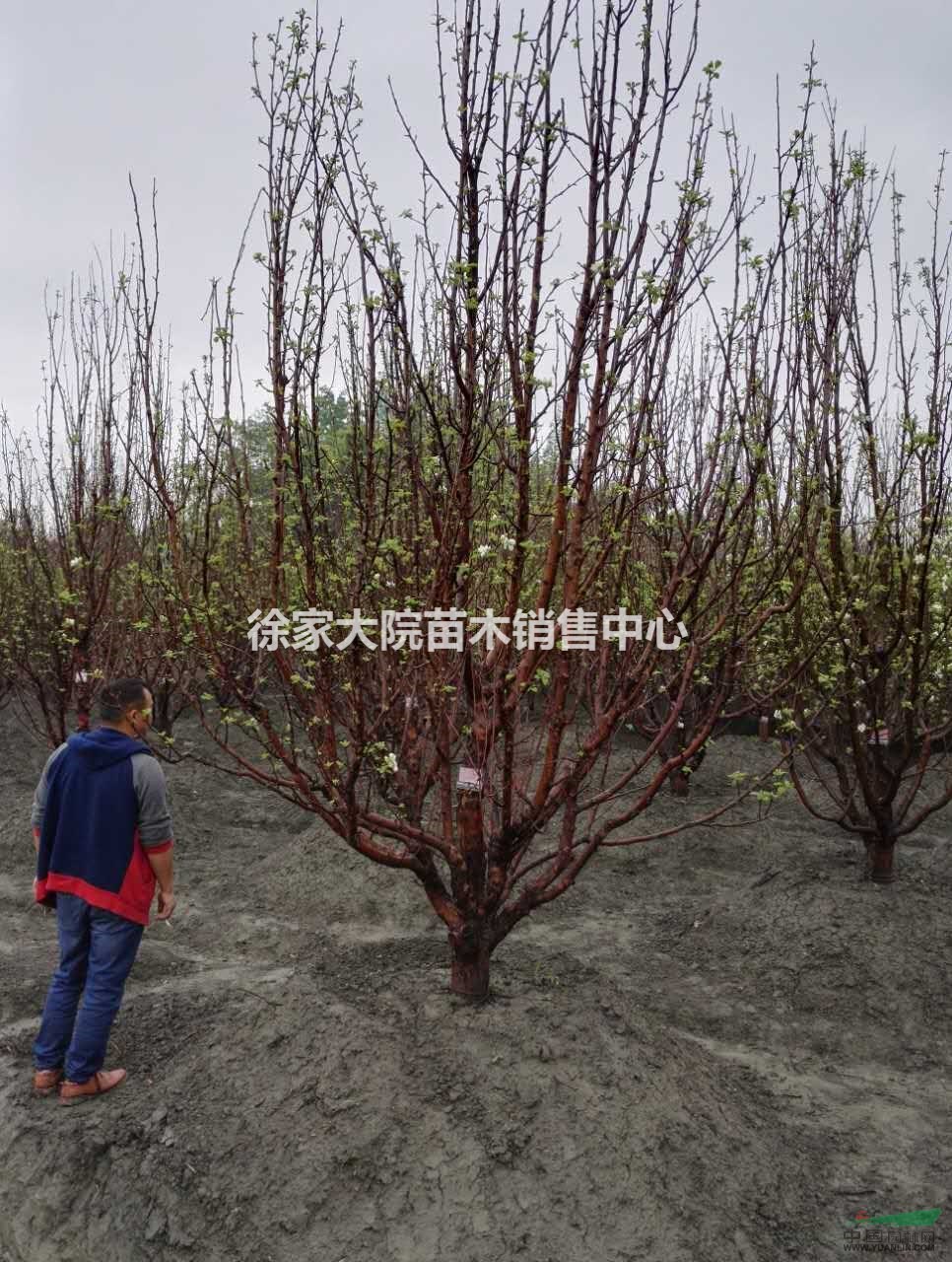 八棱海棠，八棱海棠熟貨