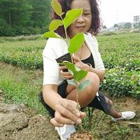 油茶實(shí)生苗油茶良種籽播苗