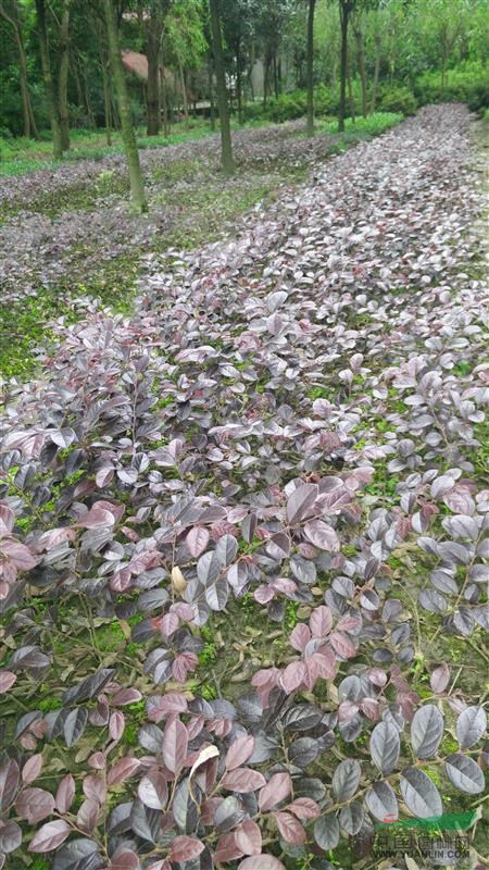 紅花繼木、紅花繼木球、紅花繼木小苗