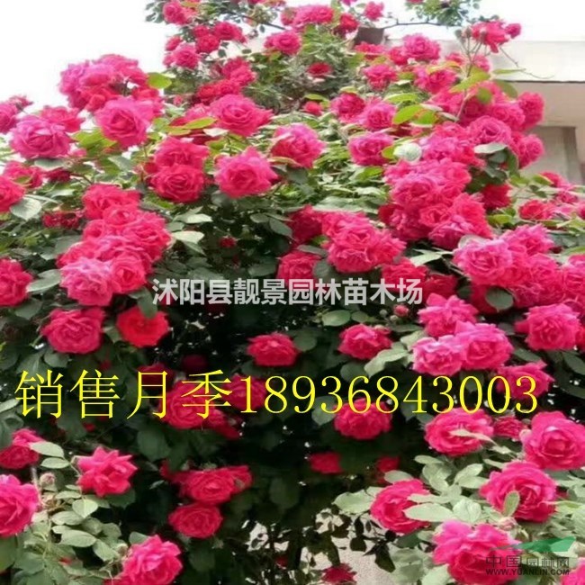 红花蔷薇月季价格 爬藤月季120公分高 蔷薇苗快递发货