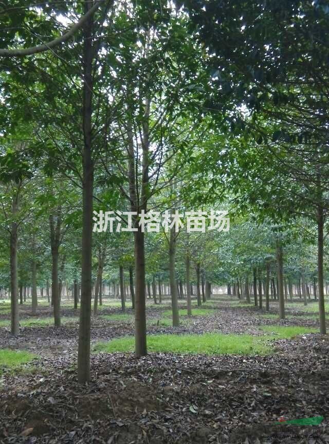 樂昌含笑、樂昌含笑基地、樂昌含笑價格