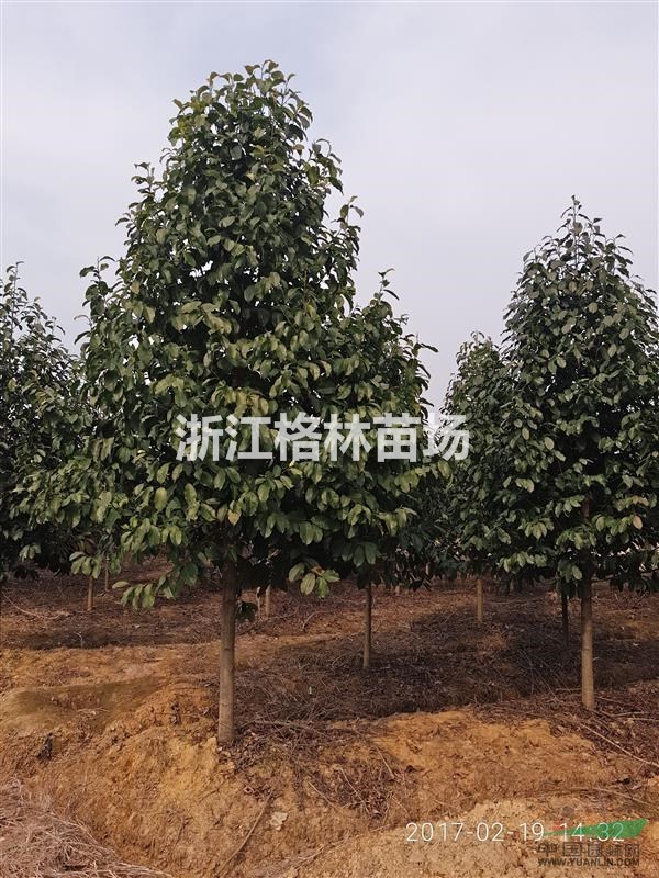 樂昌含笑、樂昌含笑基地、樂昌含笑價格