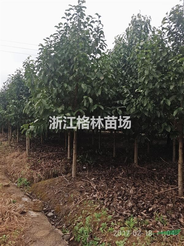 樂昌含笑、樂昌含笑基地、樂昌含笑價格