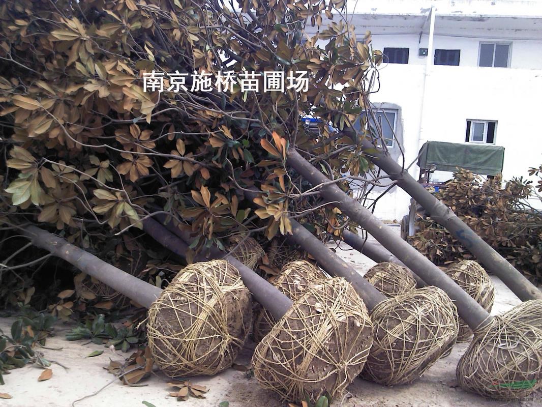 10-12公分廣玉蘭新價(jià)格