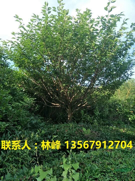 四明山樱花苗木：和樱花牌热水器没关系