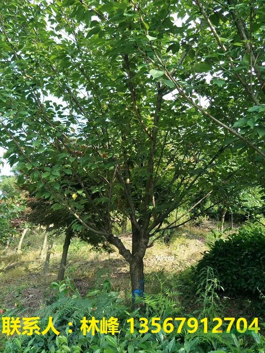 四明山樱花苗木：和樱花牌热水器没关系