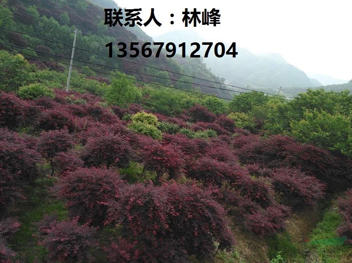 四明山红枫|余姚四明山红枫基地