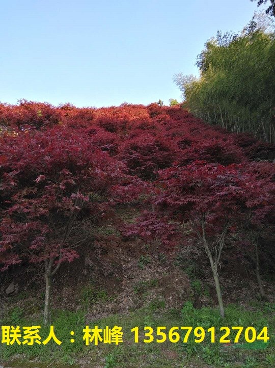 四明山红枫|余姚四明山红枫基地