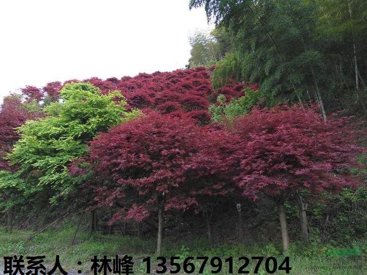 余姚红枫询价单|秋季红枫市场最低价格